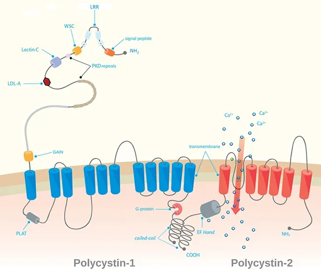 Autosomal Dominant Polycystic Kidney: Molecular Genetics