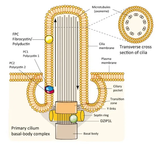 Autosomal Recessive Polycystic Kidney: Molecular Pathophysiology